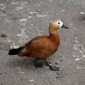 Ruddy shelduck