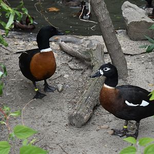 Australian shelducks