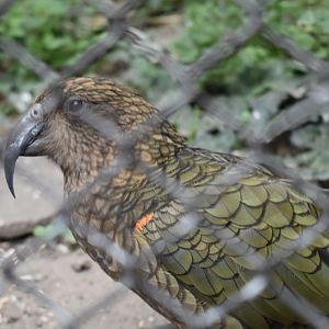 Kea
