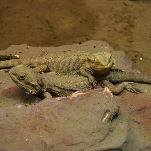 Bearded dragons (Pogona vitticeps)