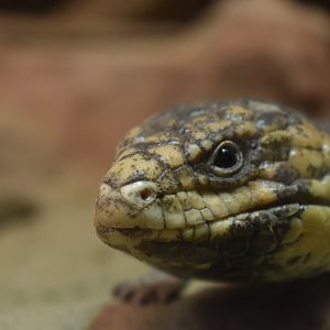 Shingleback lizard (Tiliqua rugosa)