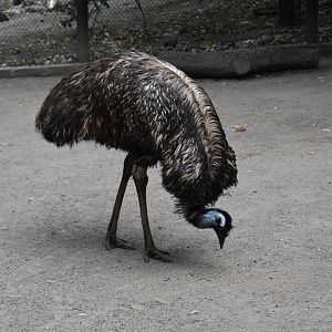 Emu