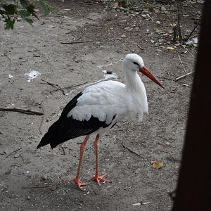White stork