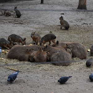 Feeding time for capybaras and maras