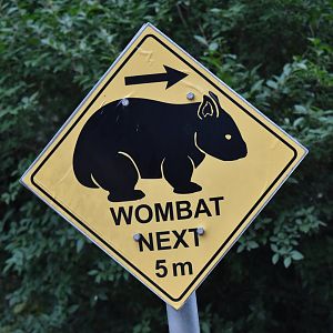 Wombat next 5 m