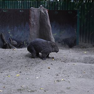 Common wombat