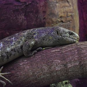 Solomon Islands skink (Corucia zebrata)