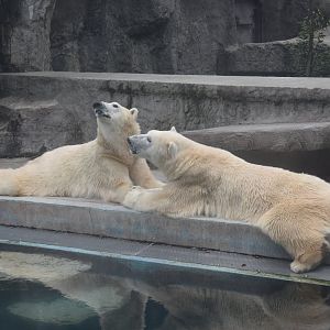 Polar bears
