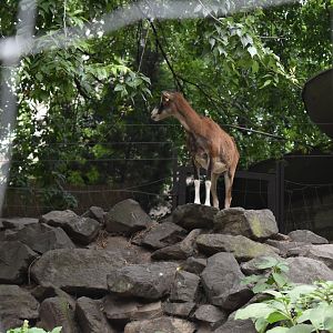 Mouflon sheep
