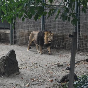 Asiatic lion