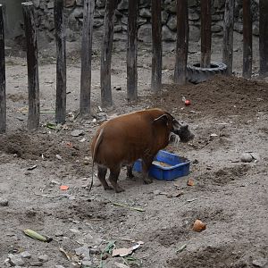 Red river hog