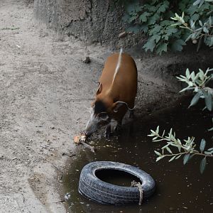 Red river hog