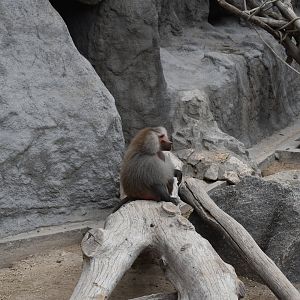 Hamadryas baboon