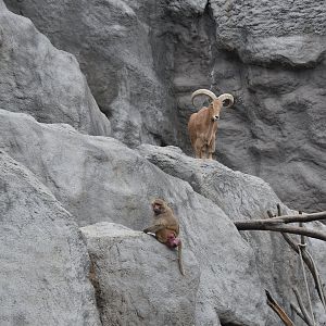 Hamadryas baboon and barbary sheep