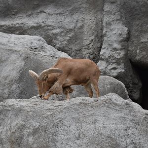 Barbary sheep