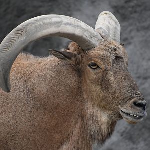 Barbary sheep