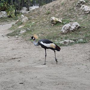 Grey crowned crane
