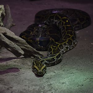 Burmese python (Python bivittatus)