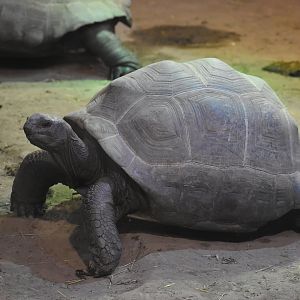 Aldabra giant tortoise (Aldabrachelys gigantea)
