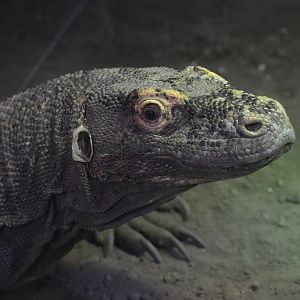 Komodo dragon (Varanus komodoensis)