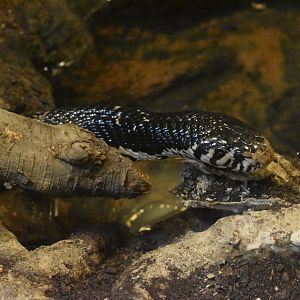 Black forest cobra (Naja melanoleuca)