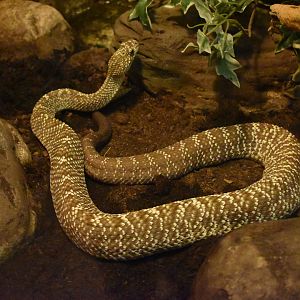 Uracoan rattlesnake (Crotalus vegrandis)