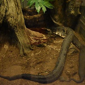 Cottonmouths (Agkistrodon piscivorus)