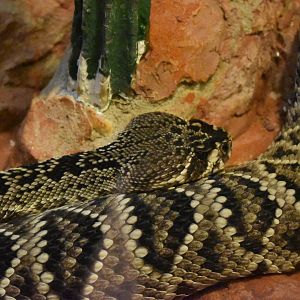 Eastern diamondback rattlesnake (Crotalus adamanteus)