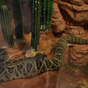 Eastern diamondback rattlesnake (Crotalus adamanteus)
