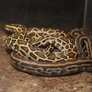 Juvenile burmese pythons (Python bivittatus)