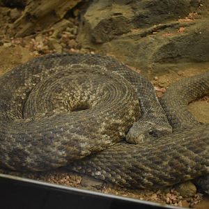 Blunt-nosed viper (Macrovipera lebetinus)