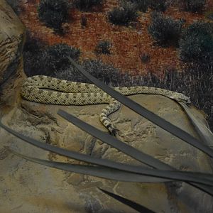 Sidewinder (Crotalus cerastes)