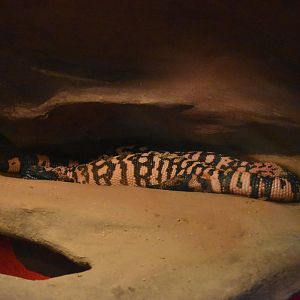 Gila monsters (Heloderma suspectum)