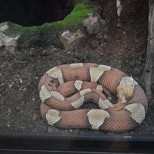 Copperhead (Agkistrodon contortrix)