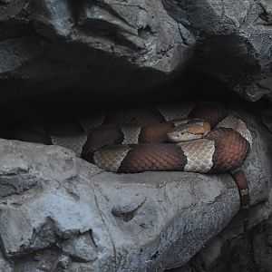 Copperhead (Agkistrodon contortrix)