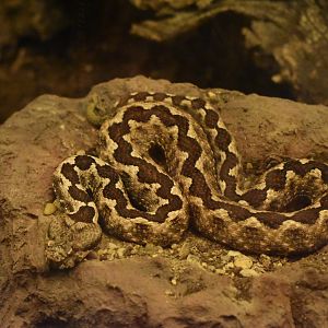 Long-nosed viper (Vipera ammodytes)