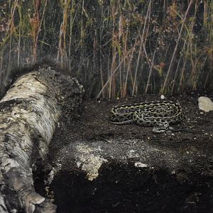 Hungarian meadow viper (Vipera ursinii rakosiensis)