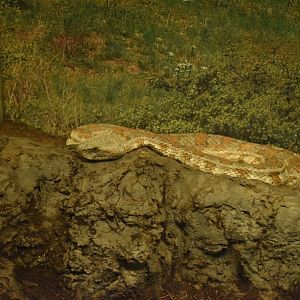 Turan blunt-nosed Viper (Macrovipera lebetinus turanica)