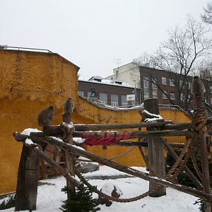 Japanese macaque exhibit
