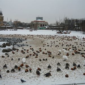 Big pond in winter