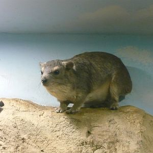 Bush hyrax