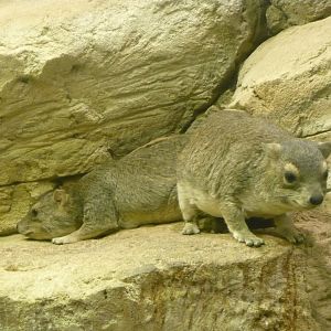 Bush hyraxes