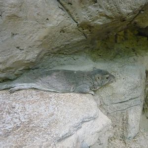 Bush hyrax