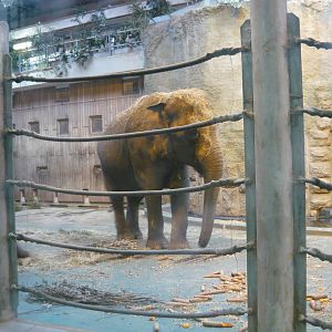 Asian elephant