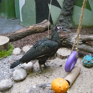 Juvenile southern ground hornbill