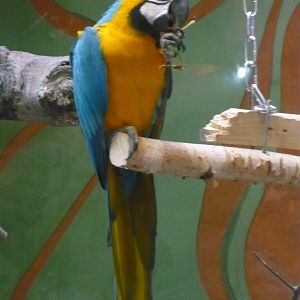 Blue-and-yellow macaw