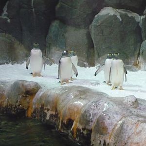 Gentoo penguins