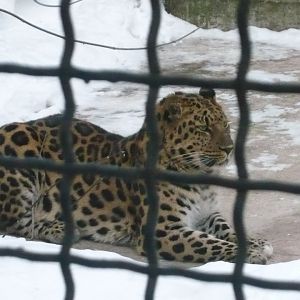 Amur leopard