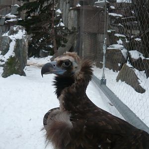 Cinereous vulture