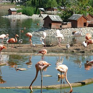 Flamingos